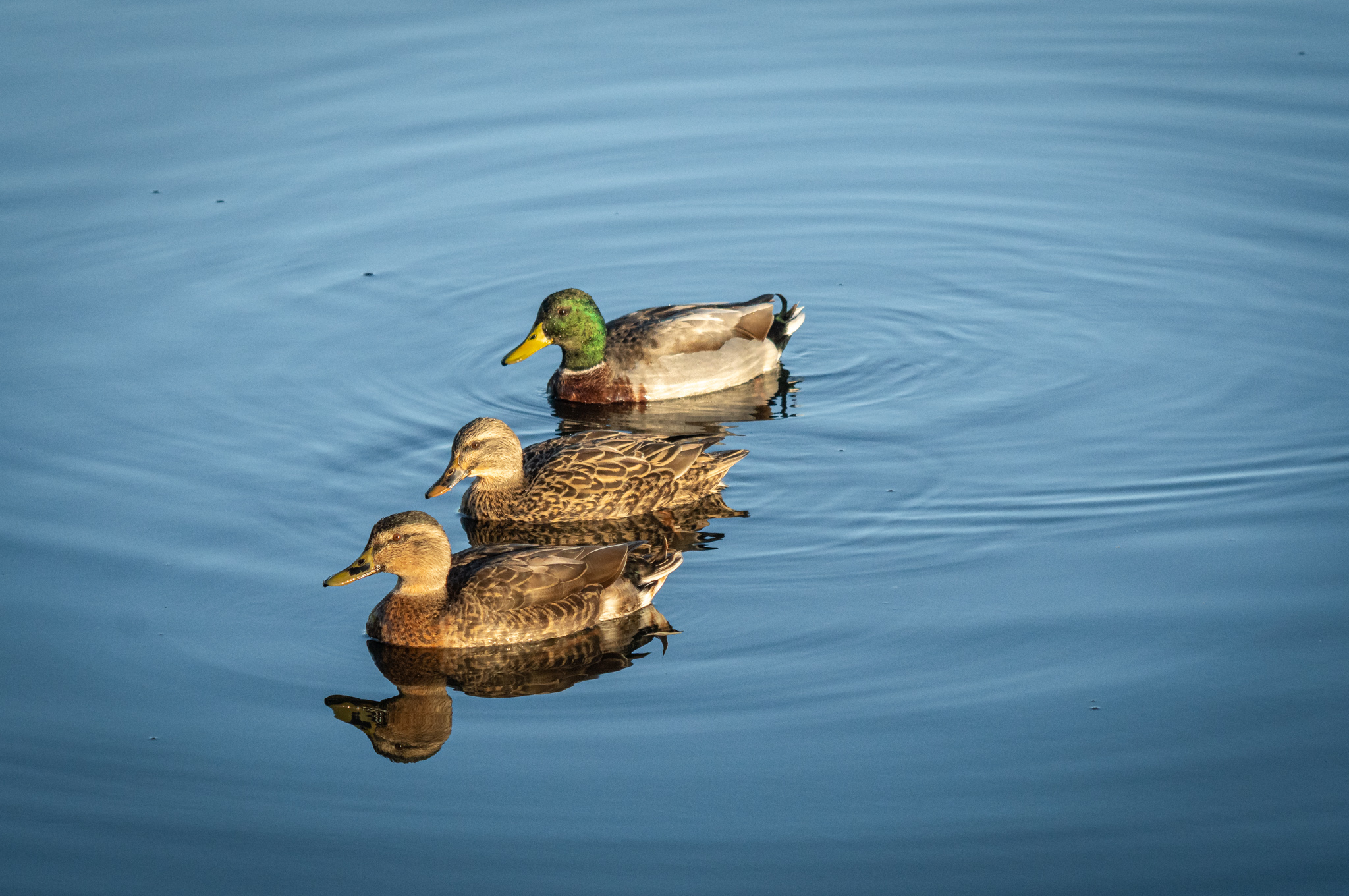 Kaiapoi Lakes-00265